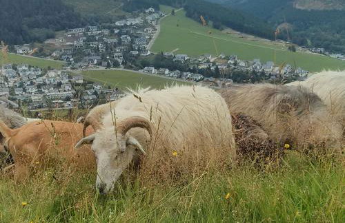 Ferienwohnung Mohnwiese und Blumenwiese - Foto 20