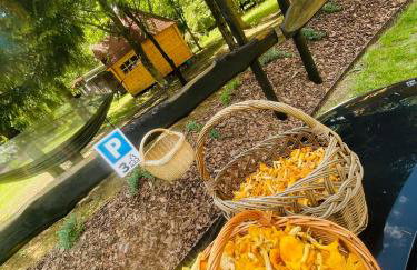 Igły i szyszki - Foto 15