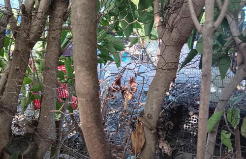 ΆΘΟΣ (ATHOS) - Foto 60