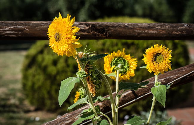 Agriturismo Spazzavento - Photo 42