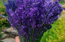 Strefa Ciszy -Lawenda - Foto 29