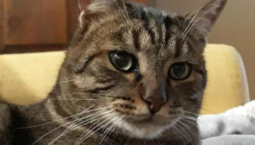 Tenuta Colverano - Foto 3