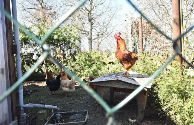 Cozy Apartment in Rerik With Sea Near - Foto 49
