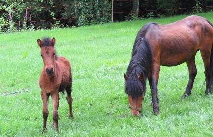Quinta Machado Da Pedra Bela - Foto 20