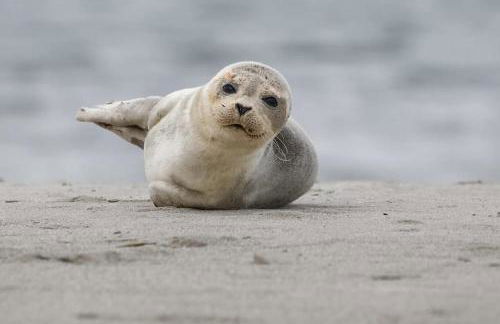 Gulfhaus Alte Meesterei - Foto 42