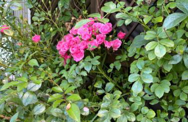 CASALINO DI ANNA 2 - Foto 23