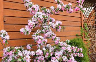 Mandala Domki - Foto 22