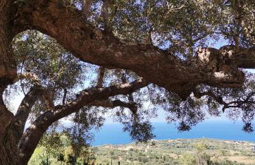 Coralina Cottage - Foto 80