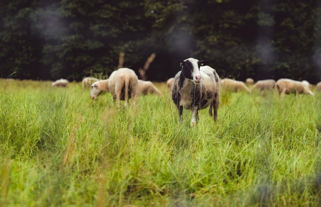 Private Chalet in the Woods - Photo 7