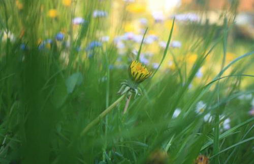 Ferienhaus Früh am See - Photo 22