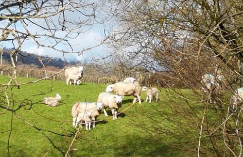 Old Bake House Cottage @ Cwm Mill - Photo 23