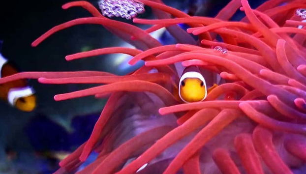 Costa Teguise Aquarium Scuba Diving with Sharks - Foto 4