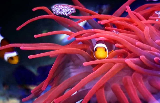 Bagno con gli squali all'Aquarium di Costa Teguise - Foto 4