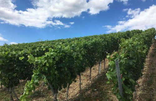 Ferienwohnung Weinbergsblick optimale Stadtnähe - Foto 30