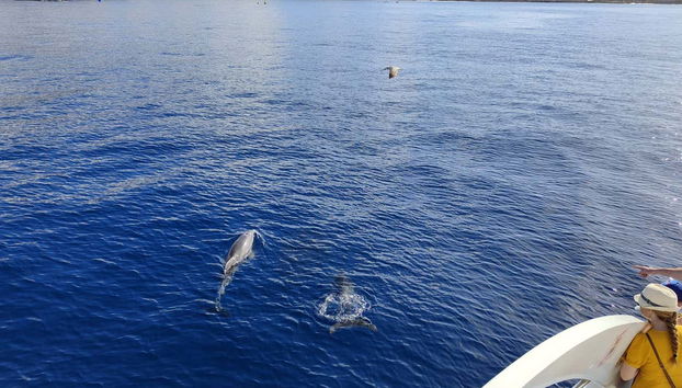 Contemplando a los delfines desde el barco