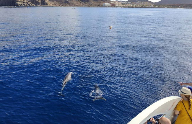 Los Cristianos Whale + Dolphin Watching Boat Tour - Photo 4