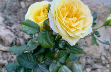 Casetta nel Podere di Massi - Foto 37