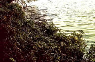 Cozy Wood Shed Tiny House Near Old Hickory Lake w/ Full Kitchen, Fire Pit & Breakfast - Foto 45