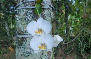 Sítio com Casa de Madeira com 2 quartos 100m2 px Centro de Salesópolis - Foto 34