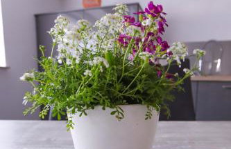 Ferienwohnung Nachtweide - Foto 16