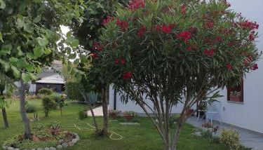 Casa MI-RE-LA - Foto 5, Garden