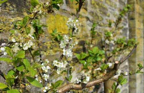 Cardigan Castle - Foto 11