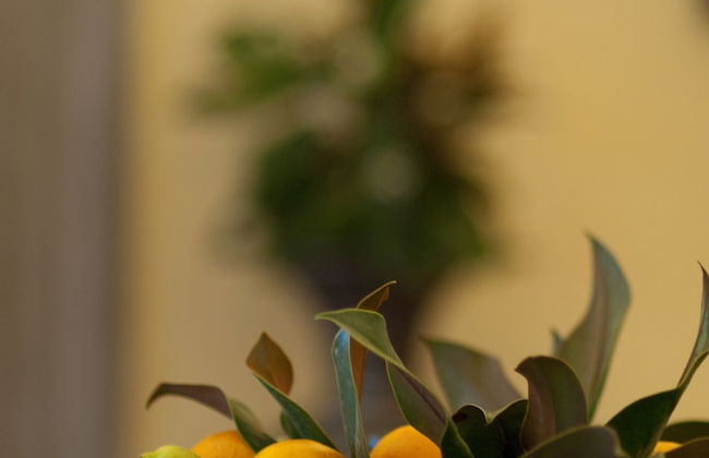 Villa il Fedino - Foto 34