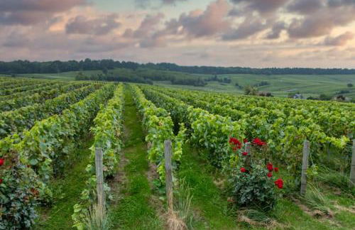 Maison de Champagne F.Barbier ! - Foto 22