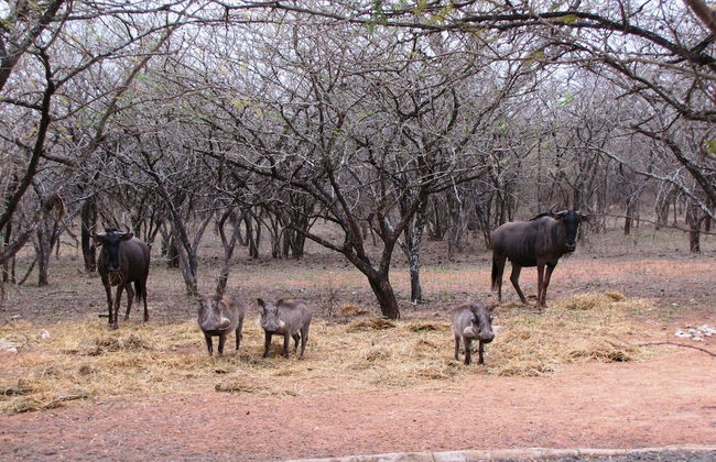 Umvangazi Rest - Enjoy a Relaxing, Rejuvenating and Peaceful Setting in the Bush - Foto 55