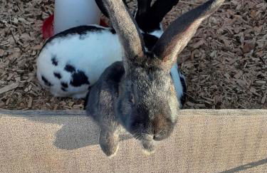 Ferienwohnung 5 - Foto 16