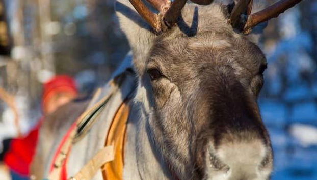 Una delle renne che ci accompagneranno