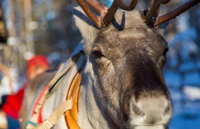 Balade en traîneau tiré par des rennes - Photo 2