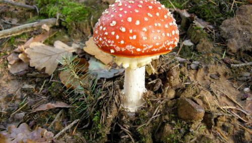 Ferienwohnung auf dem Golfplatz Tecklenburger Land - Photo 5