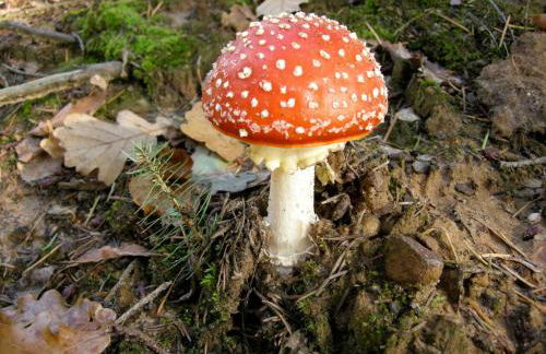 Ferienwohnung auf dem Golfplatz Tecklenburger Land - Foto 5