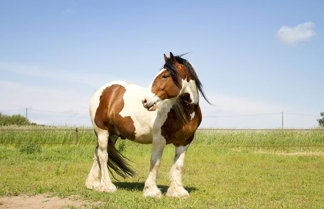 Granelunds Bed & Country Living - Foto 18