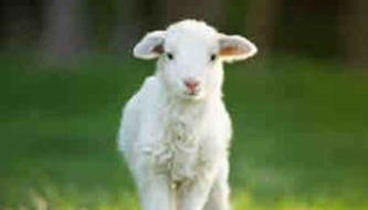 Green Simon, piso nuevo con piscina 2024 - Photo 3