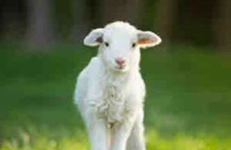 Green Simon, piso nuevo con piscina 2024 - Photo 3