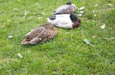 The Willow (Alton Towers, Animals, Peak District) - Foto 47