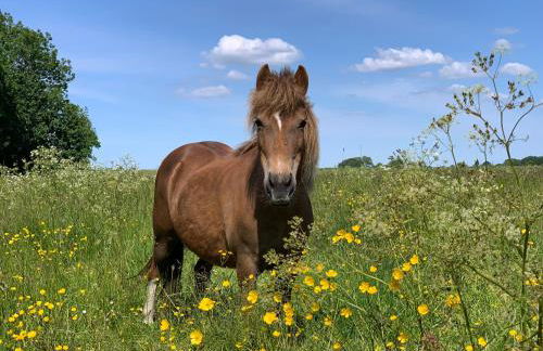 Landhaus Haack - Foto 18