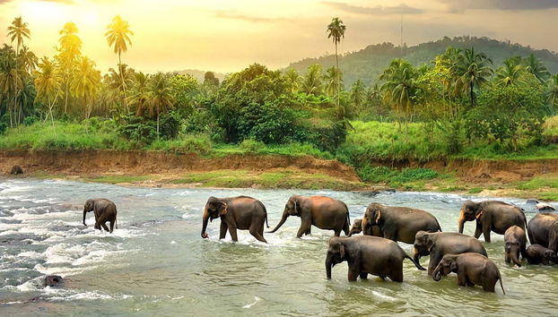 Sanctuaire d'éléphants de Pinnawala