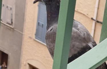 Casa Pernice - Foto 6