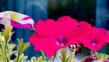 Garden Flat - Foto 4, Garden, Garden view