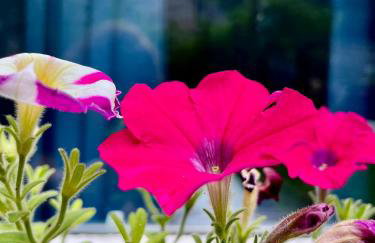 Garden Flat - Foto 4