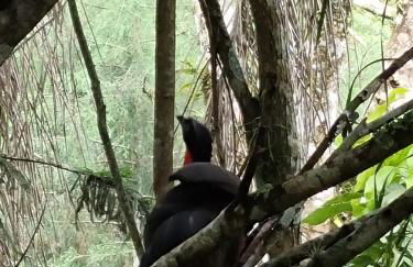 Refúgio Mata Atlântica, Riacho, Piscina, Natureza - Foto 45