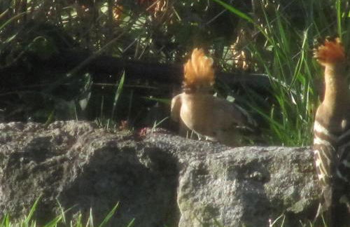 Villa Vecchio - Foto 28