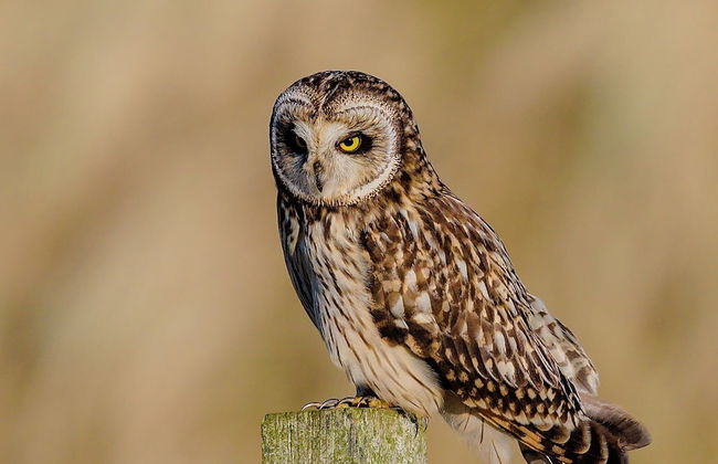 Beautiful House in Village, Newburgh, Ellon - Photo 7