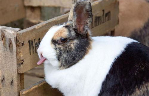 Grub-Daniel-Hof - Foto 8