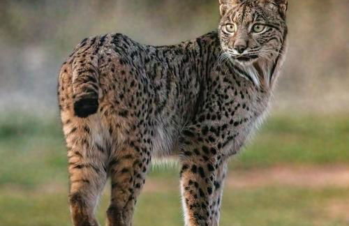 Alma de doñana - Foto 12