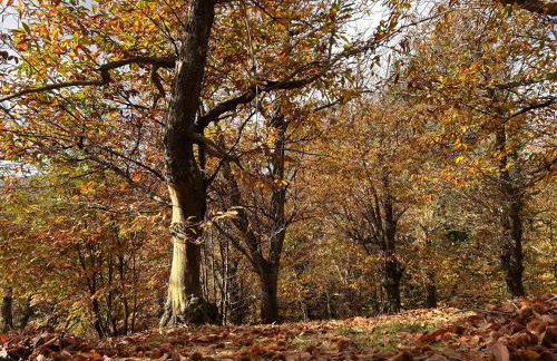 Historic Farmhouse Casa Del Chiodo - Foto 13