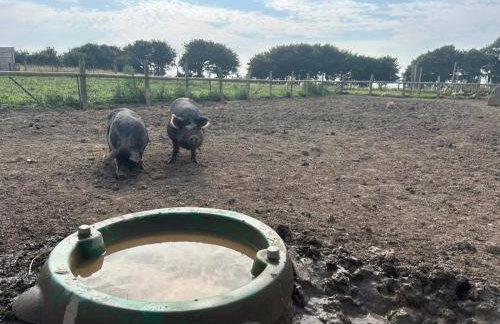 Hele Bay Cottage - Foto 46